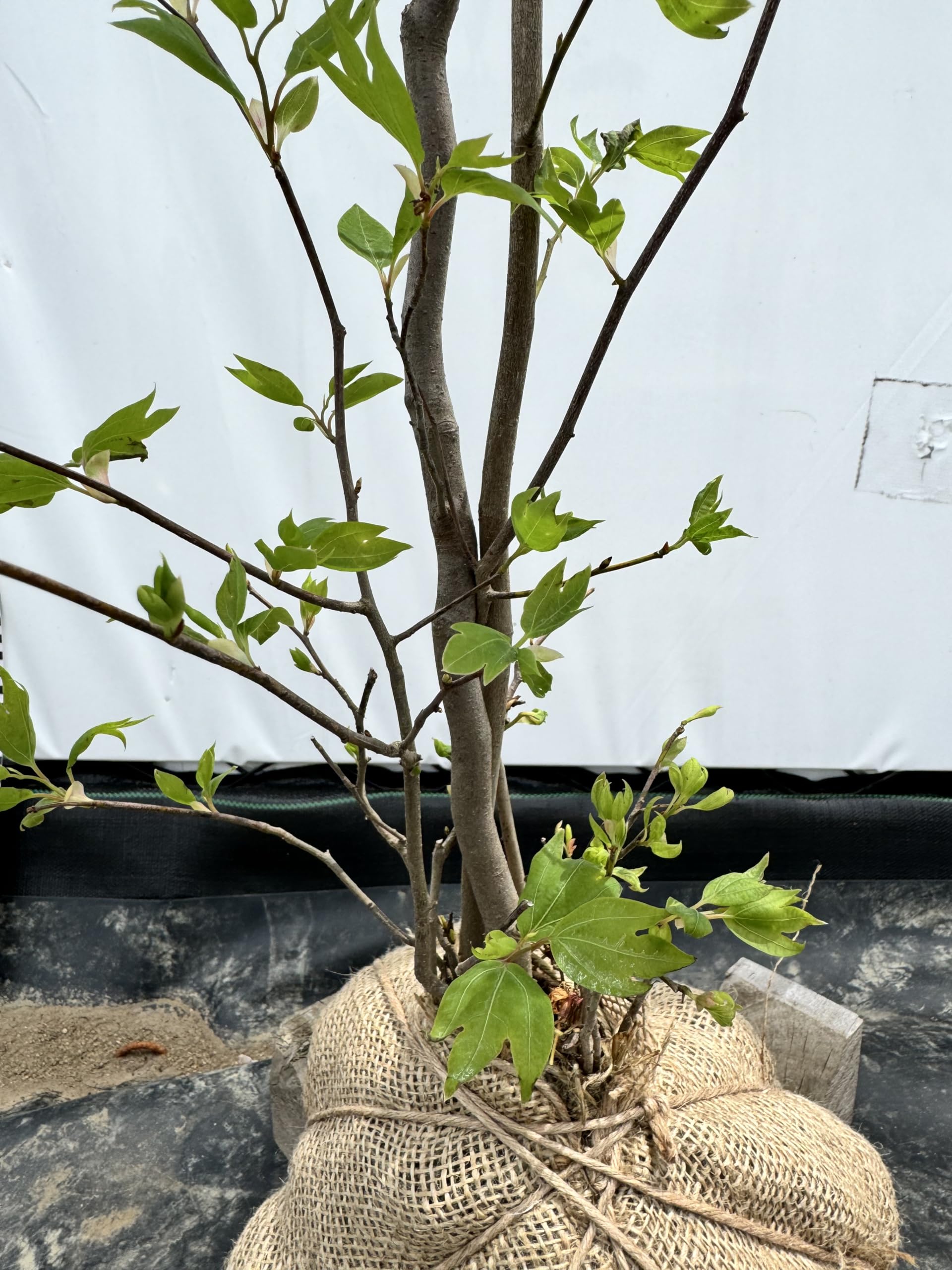 Amazon.co.jp: 『植木/庭木/苗木』白文字（シロモジ）株立ち【現品発送